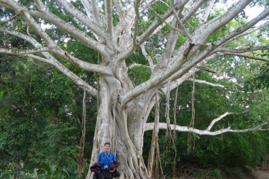 A tree for Mike Green