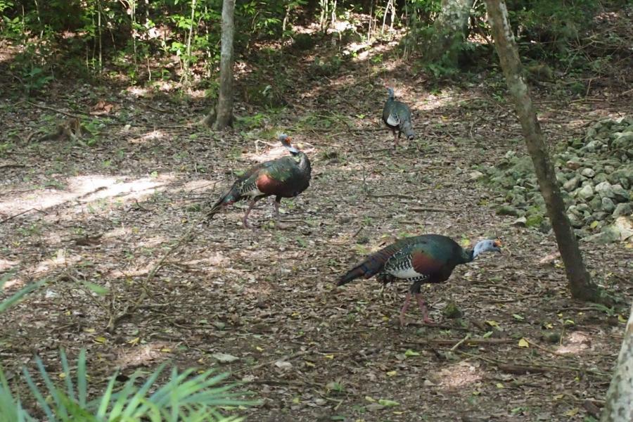 Locals at Calakmul