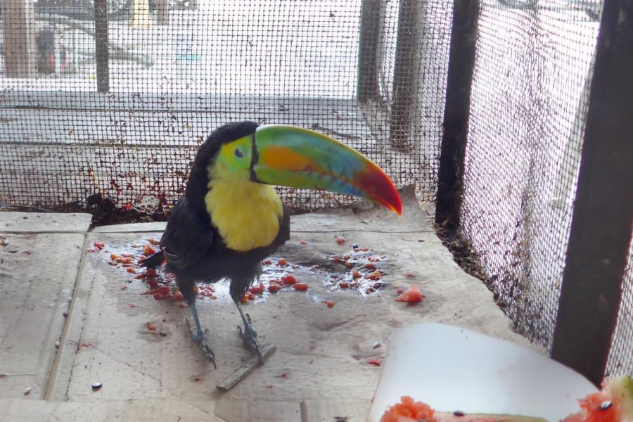 Our first captive tucan