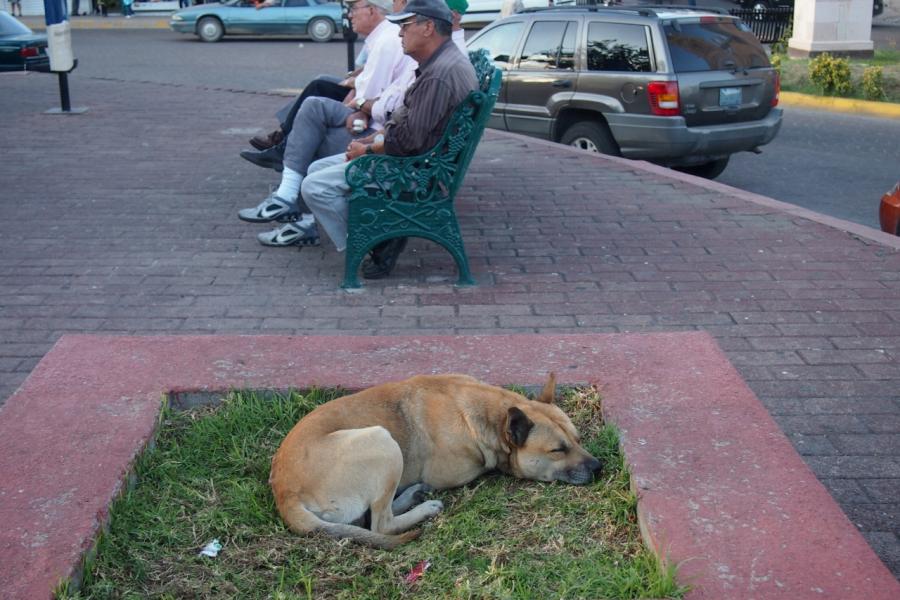 The good old boys and the dog