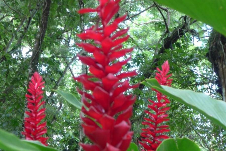 Jungle blooms near Palenque