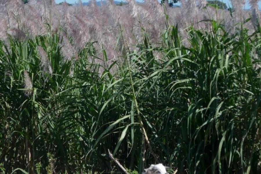 Salvadorian goat and sugar cane in flower