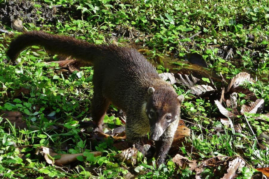 A coatis takes an interest in an Elephant