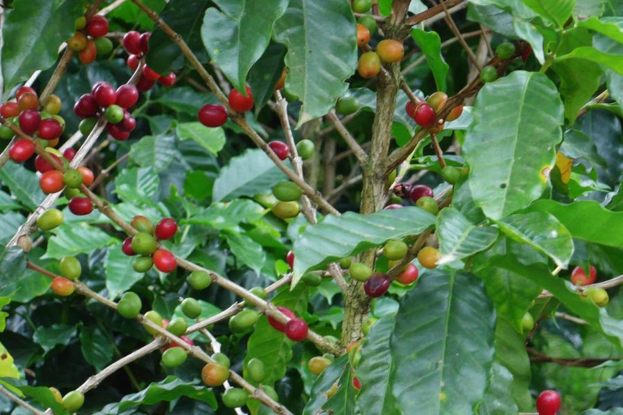 Coffee beans on the bush