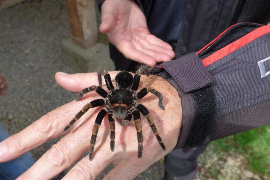 Costa Rica Zebra Tarantula