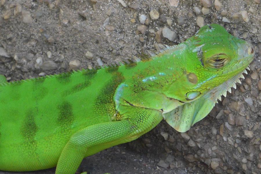 Common green salamanda