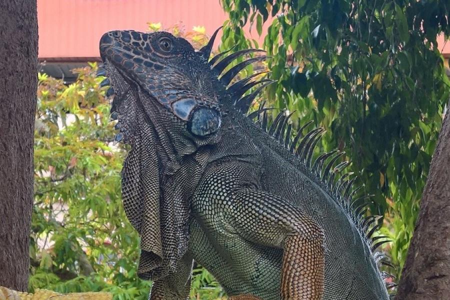 A beautiful iguana, David, Panama