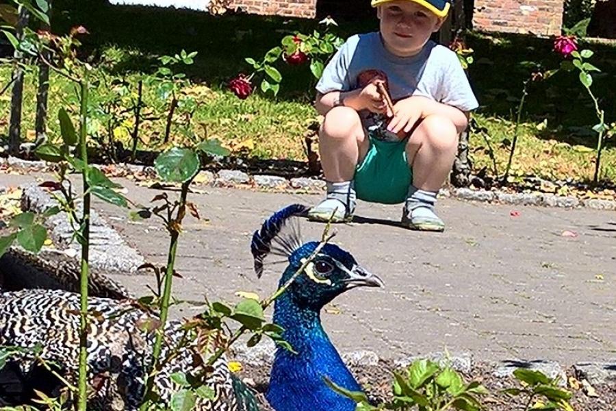 Boy meets peacock