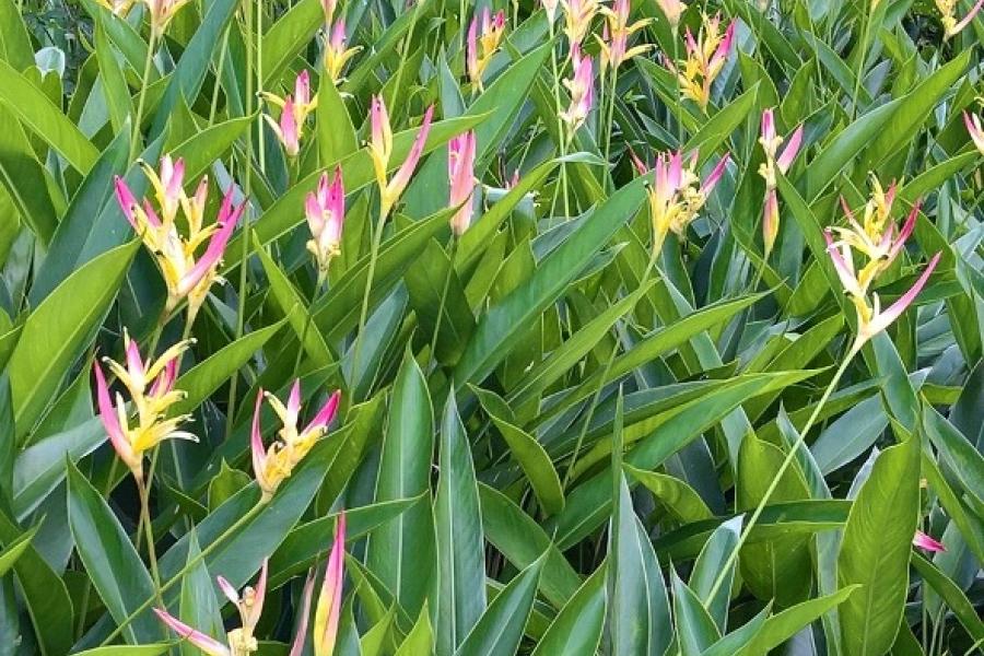 Ginger plants, David, Panama