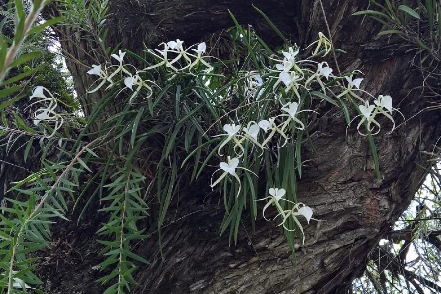 Panama City street orchid