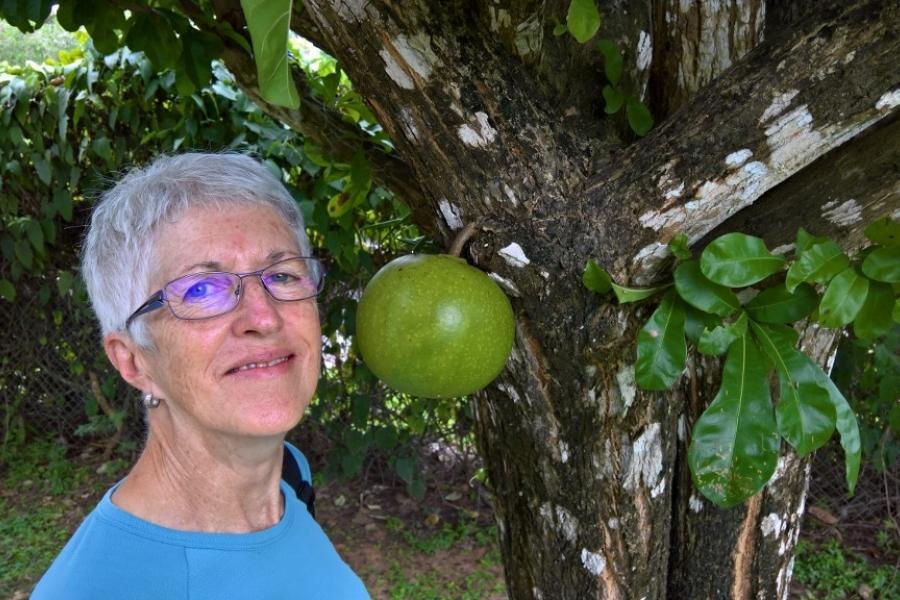 Sizing up a sapote