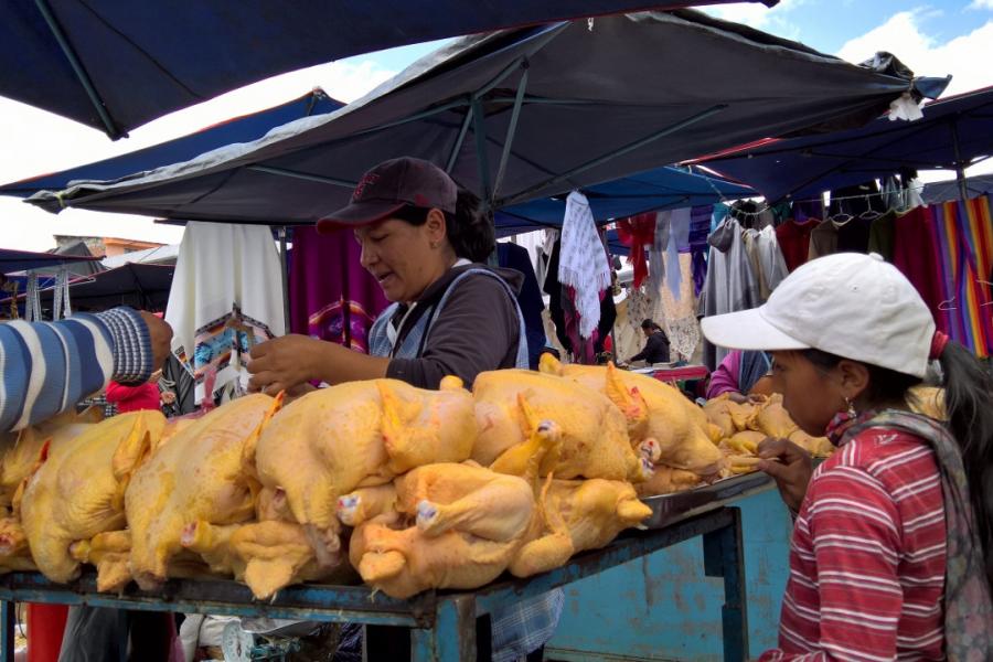 The Wandering Equator. This photo supports a blog by Team Elephant travelling in Ecuador.