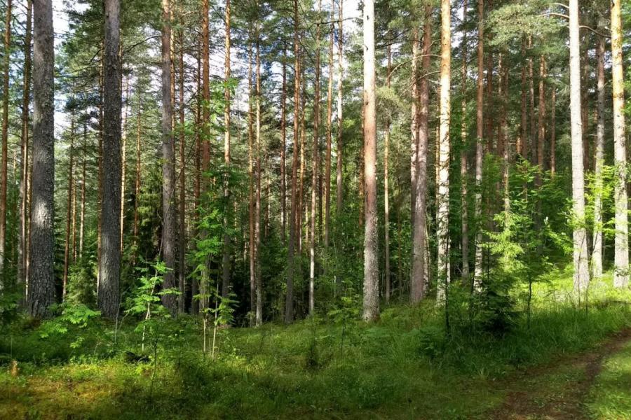 Finnish forest