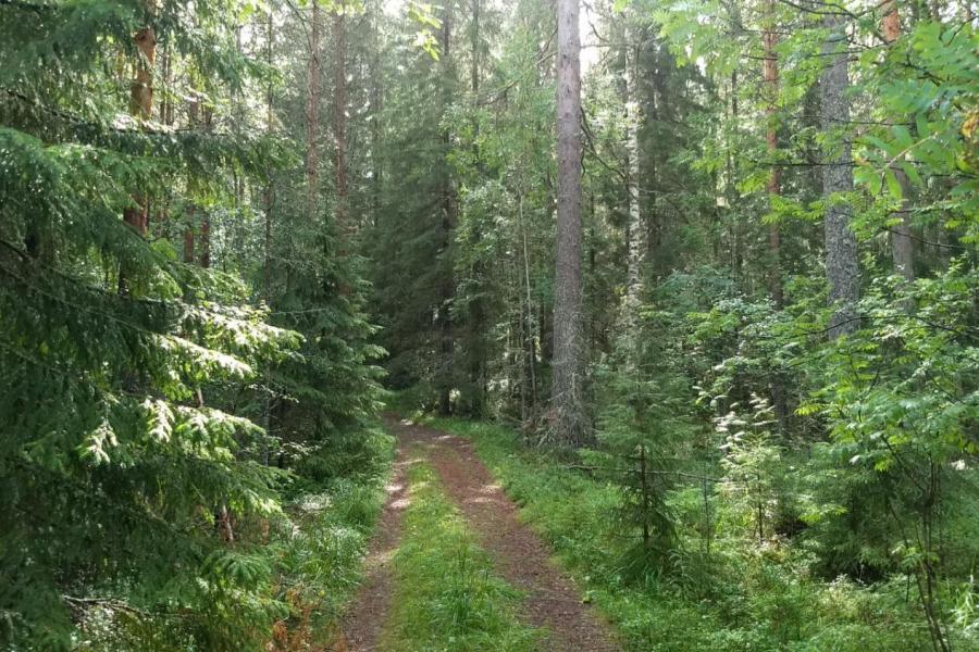 Finnish forest track