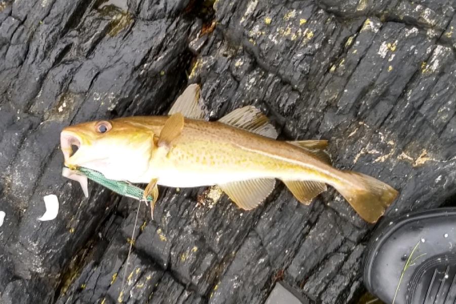 Small cod from the Atlantic Road