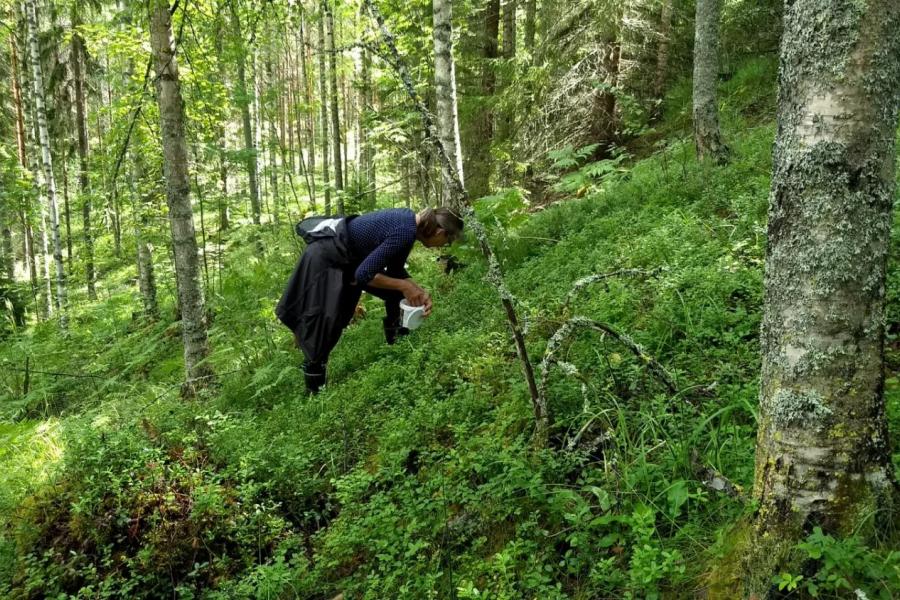 Foraging for blueberries