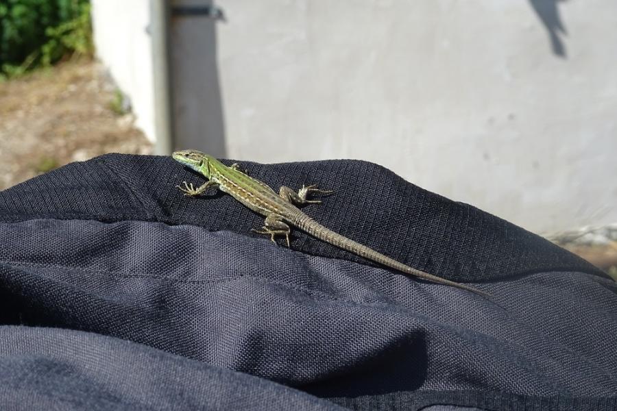 pretty green lizard