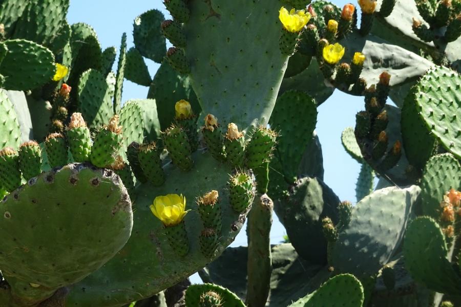 prickly pear 