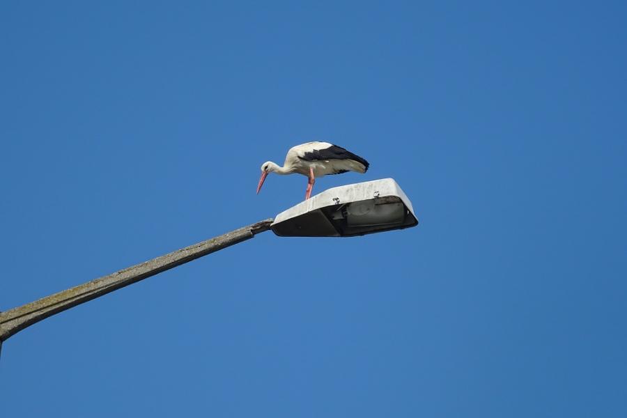 stork looking for place to build nest, on lighting post