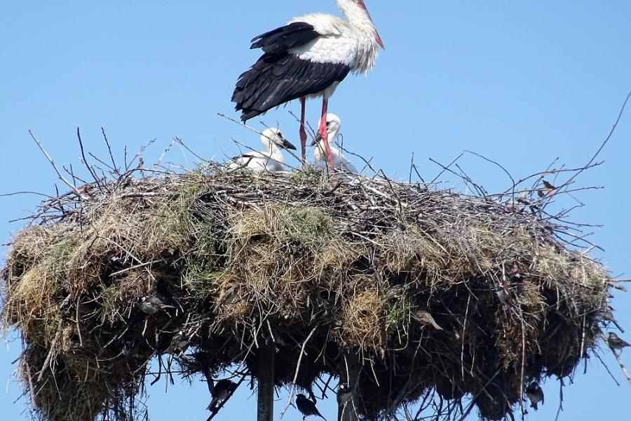 Breeding stork with chicks and other birds