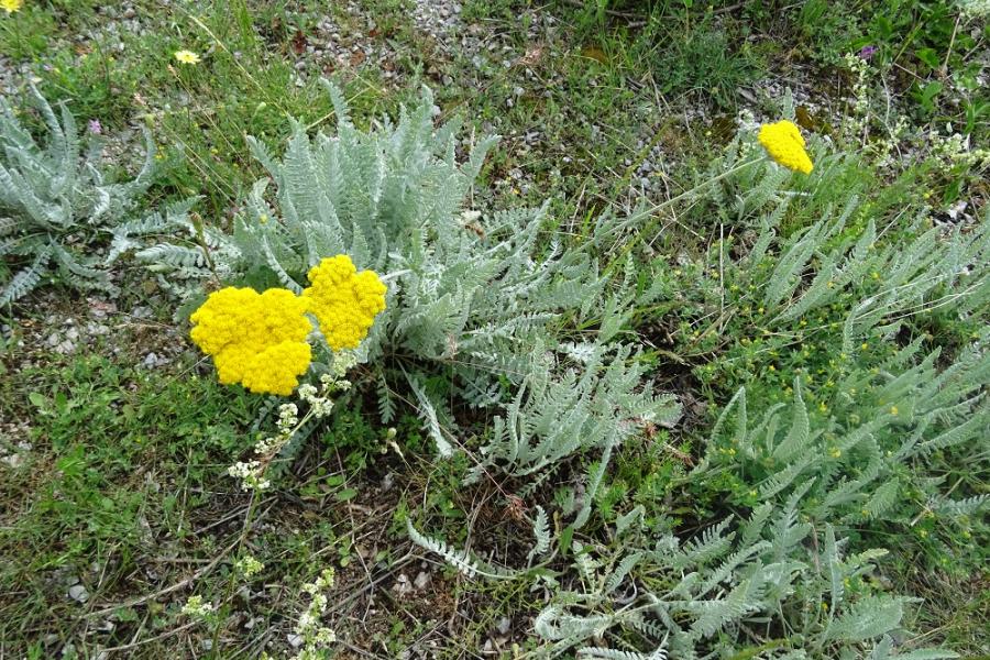 veld flowers up in th mountains