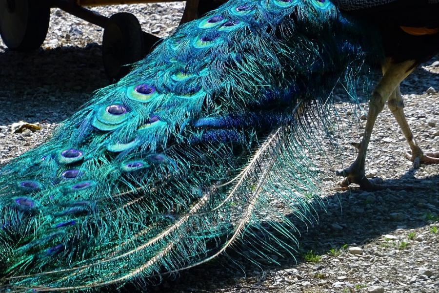 peacock tail