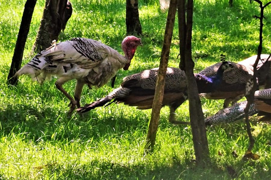 turkeys and peahens and peacocks