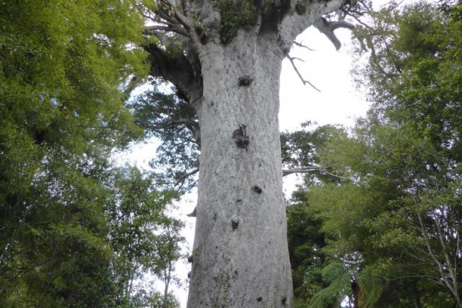 Kauri tree