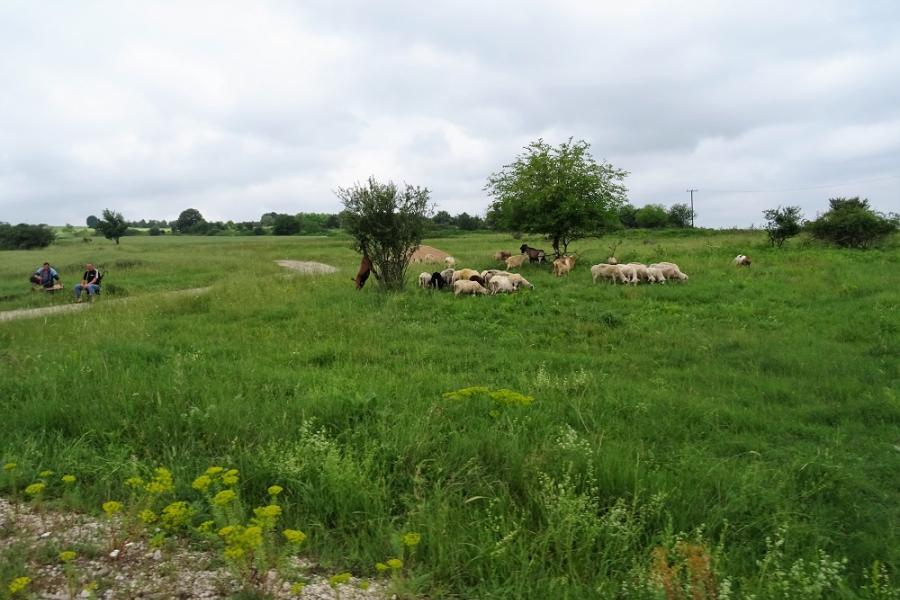 country lane