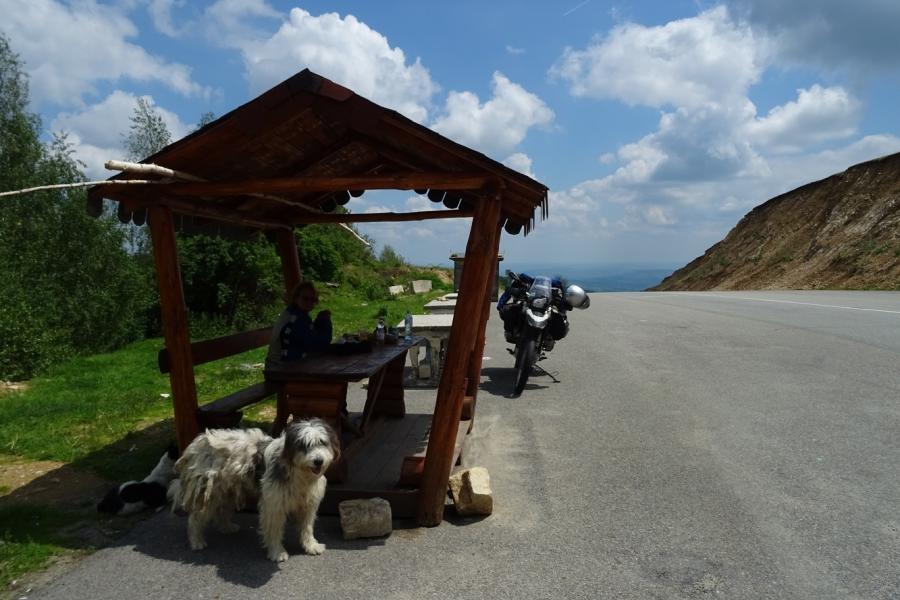 sheepdog joins us for lunch