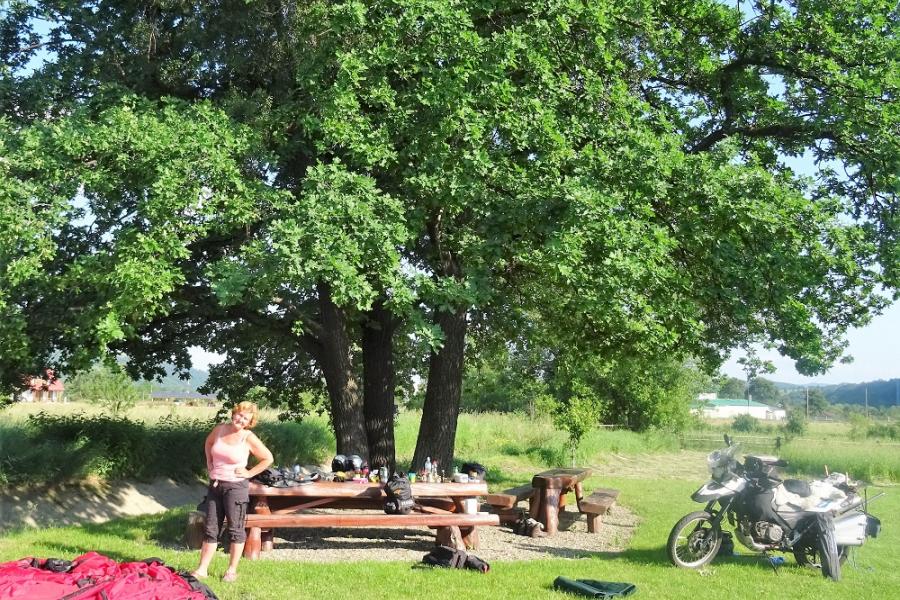 huge tree, huge table, huge campsite