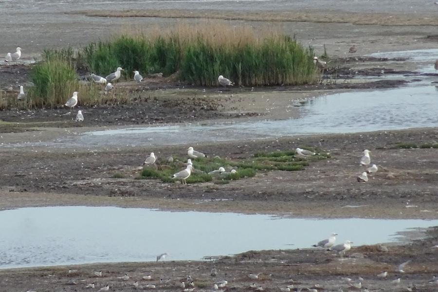 wetlands