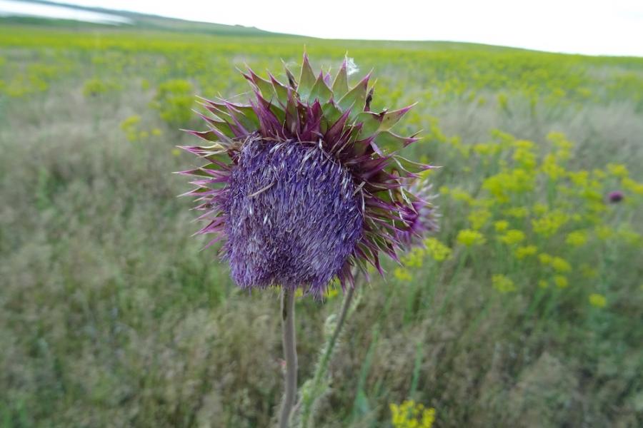 thistle