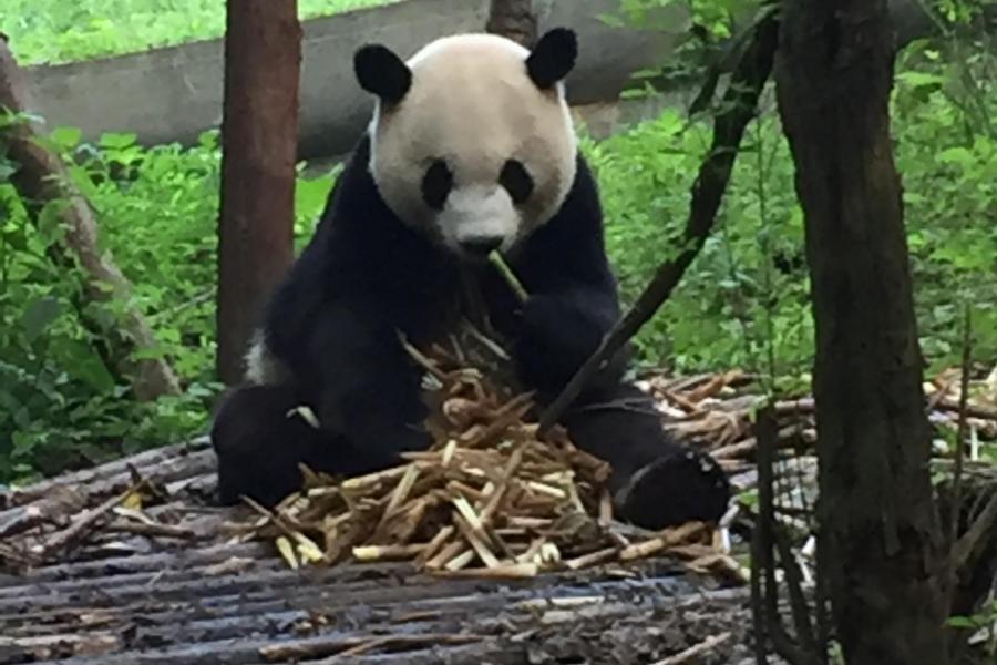 Giant Panda