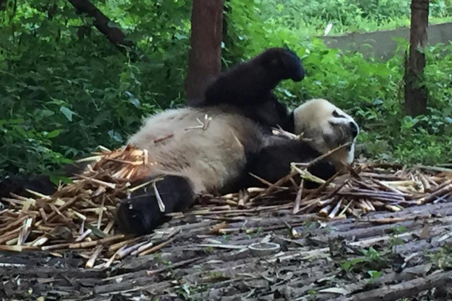 Giant Panda