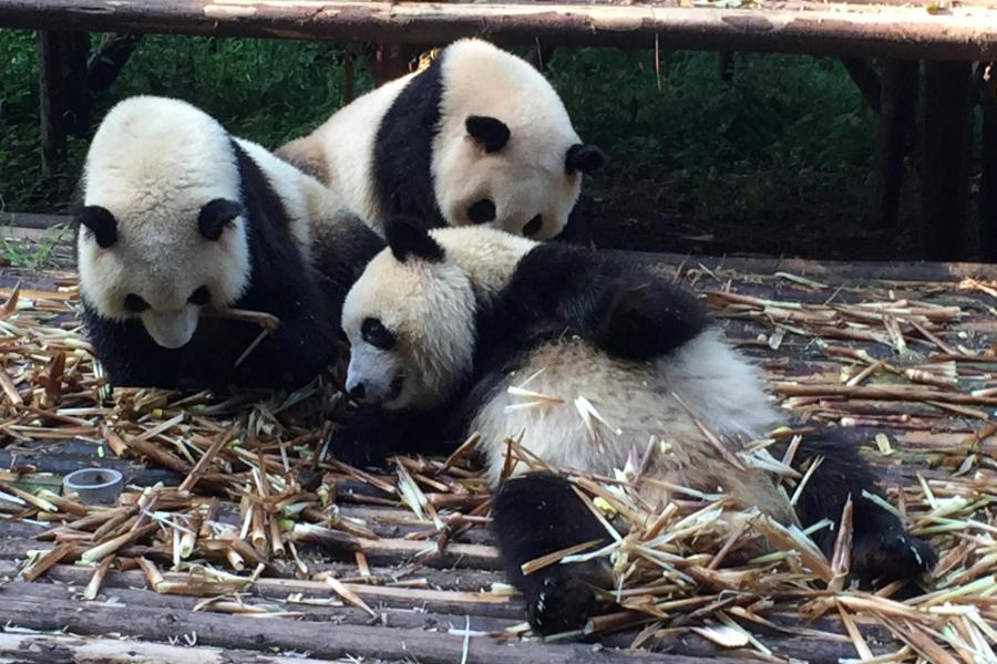 Giant Panda