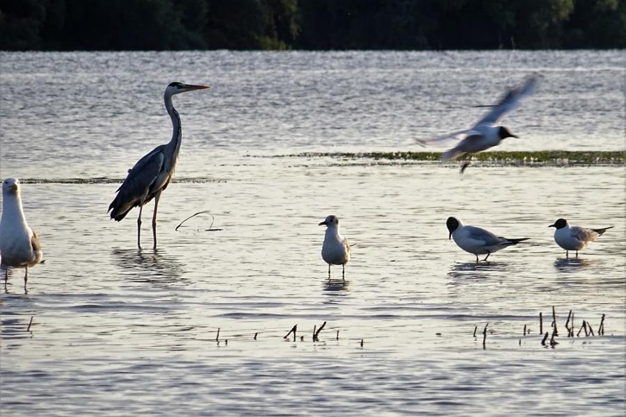 wetlands