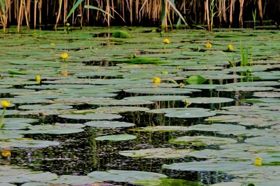 reeds and waterlily pads