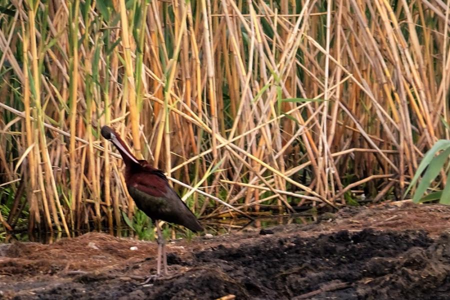 ibis