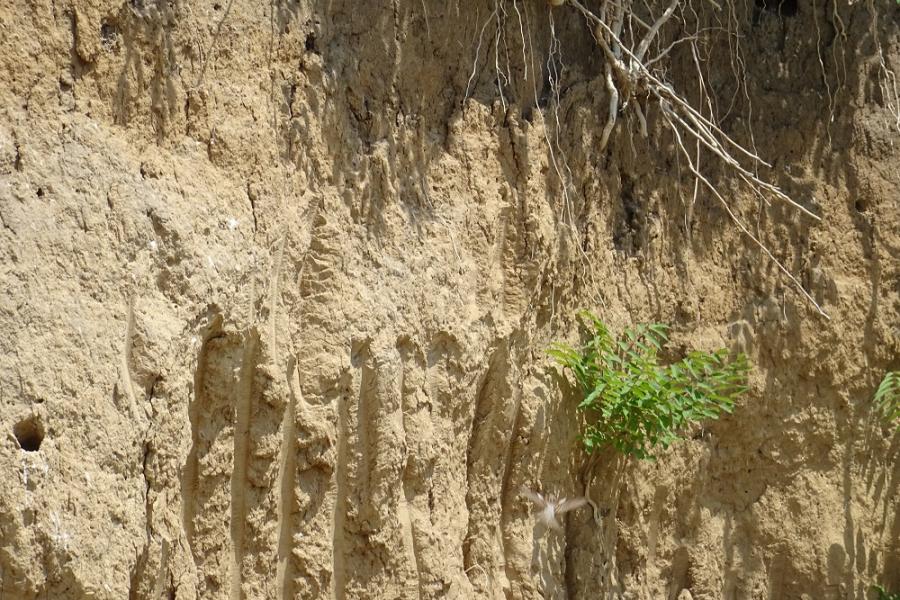 bee eater holes