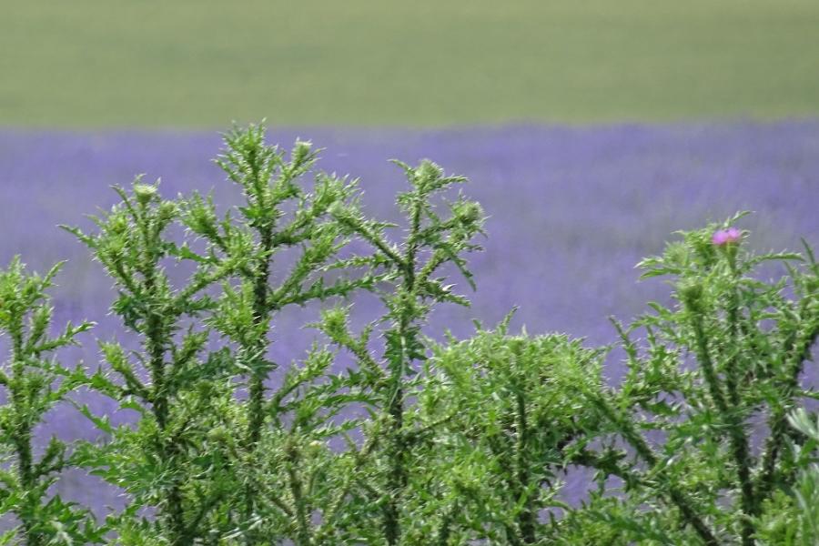 purple lavender