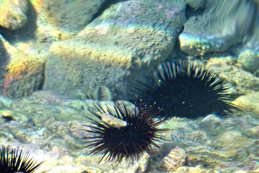 sea urchins