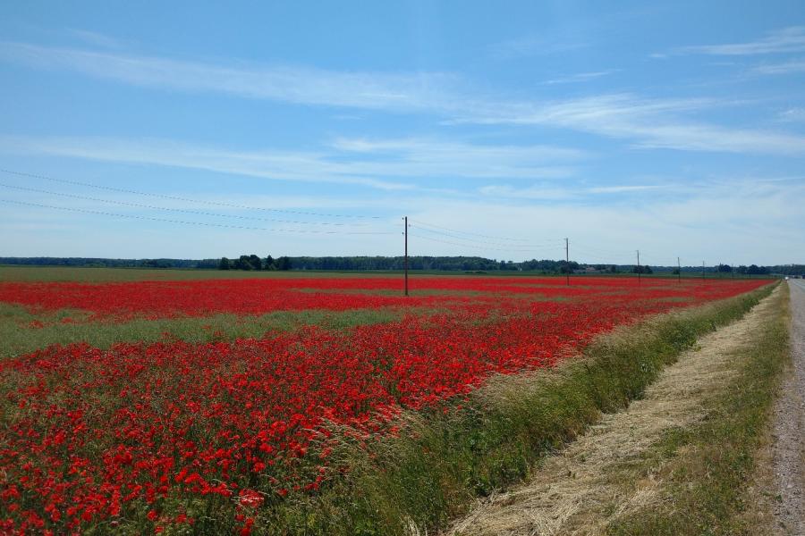 Mohn