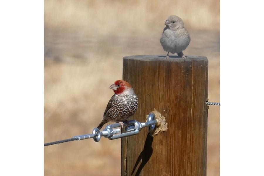 Namibia