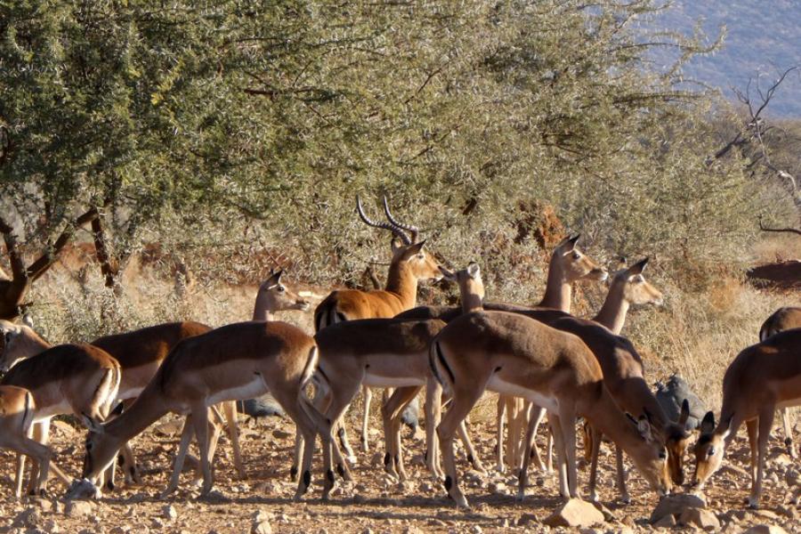 Namibia