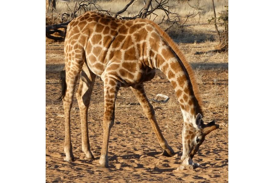 Namibia