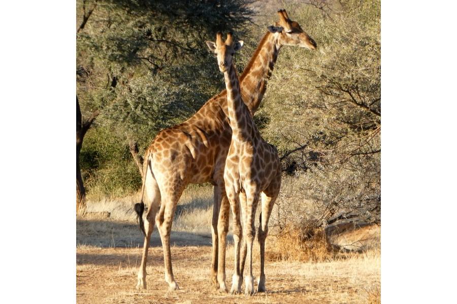 Namibia