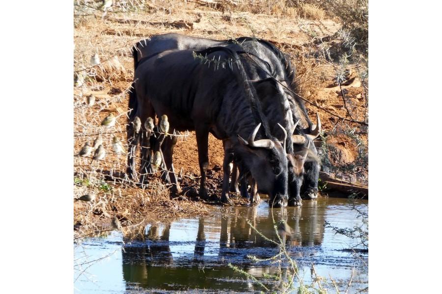 Namibia