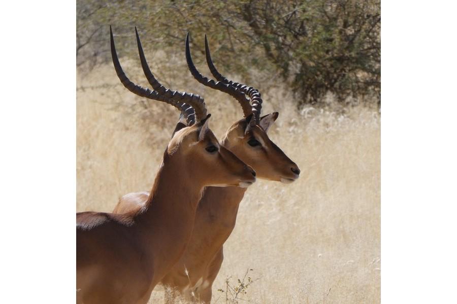 Namibia