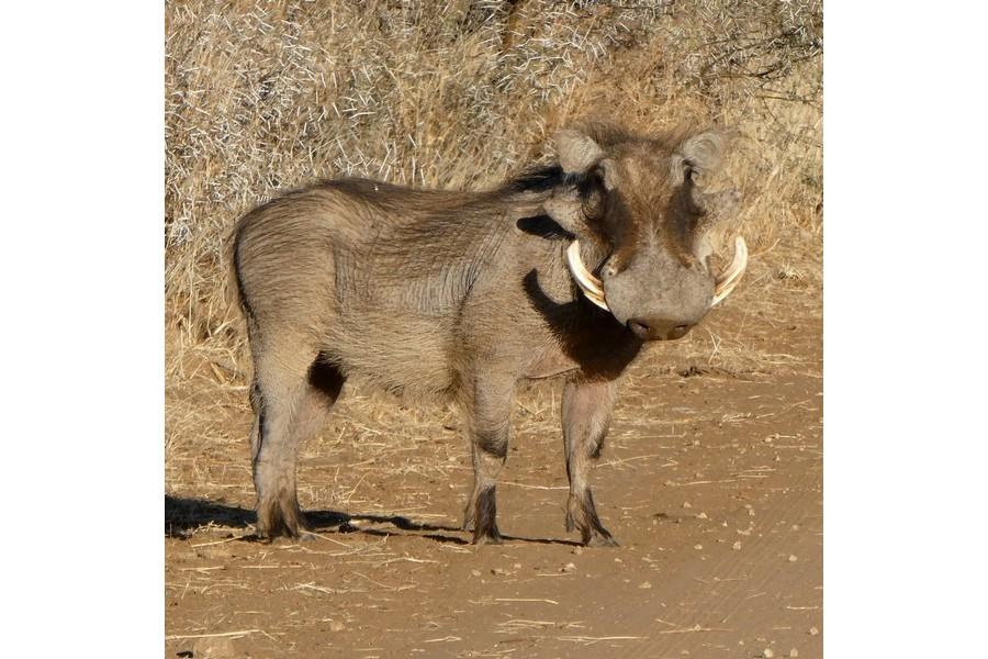 Namibia